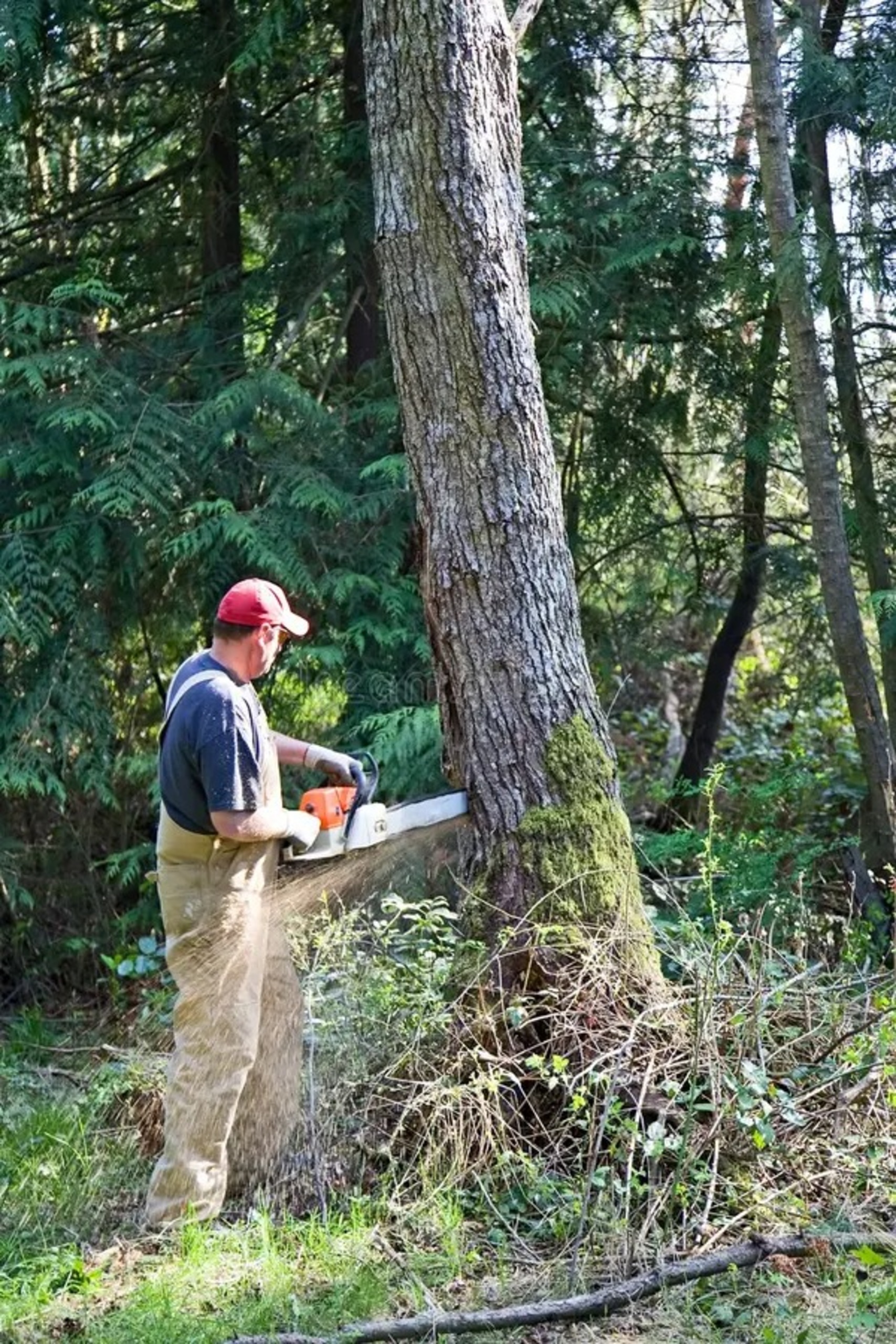 Large tree being cut down