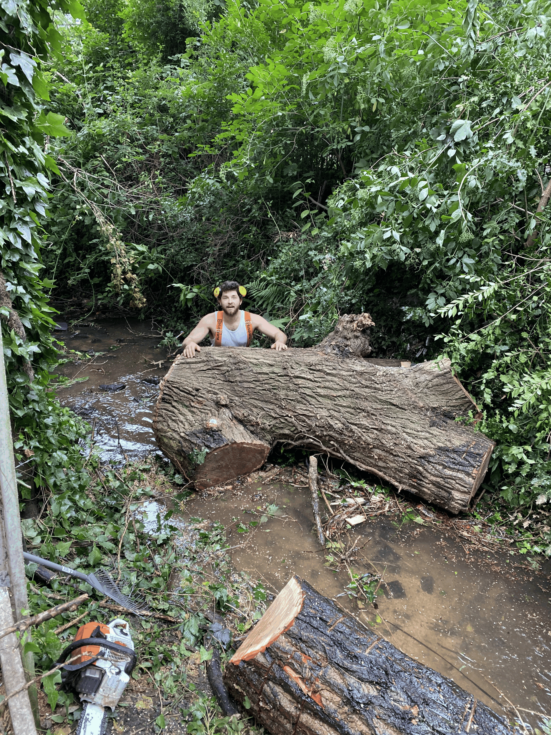 Tree surgery and removal