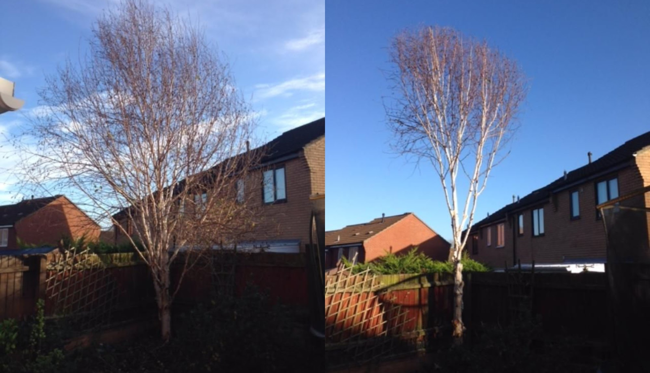 Tree crown reduction and pruning