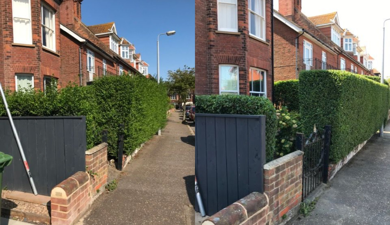 Professional hedge trimming