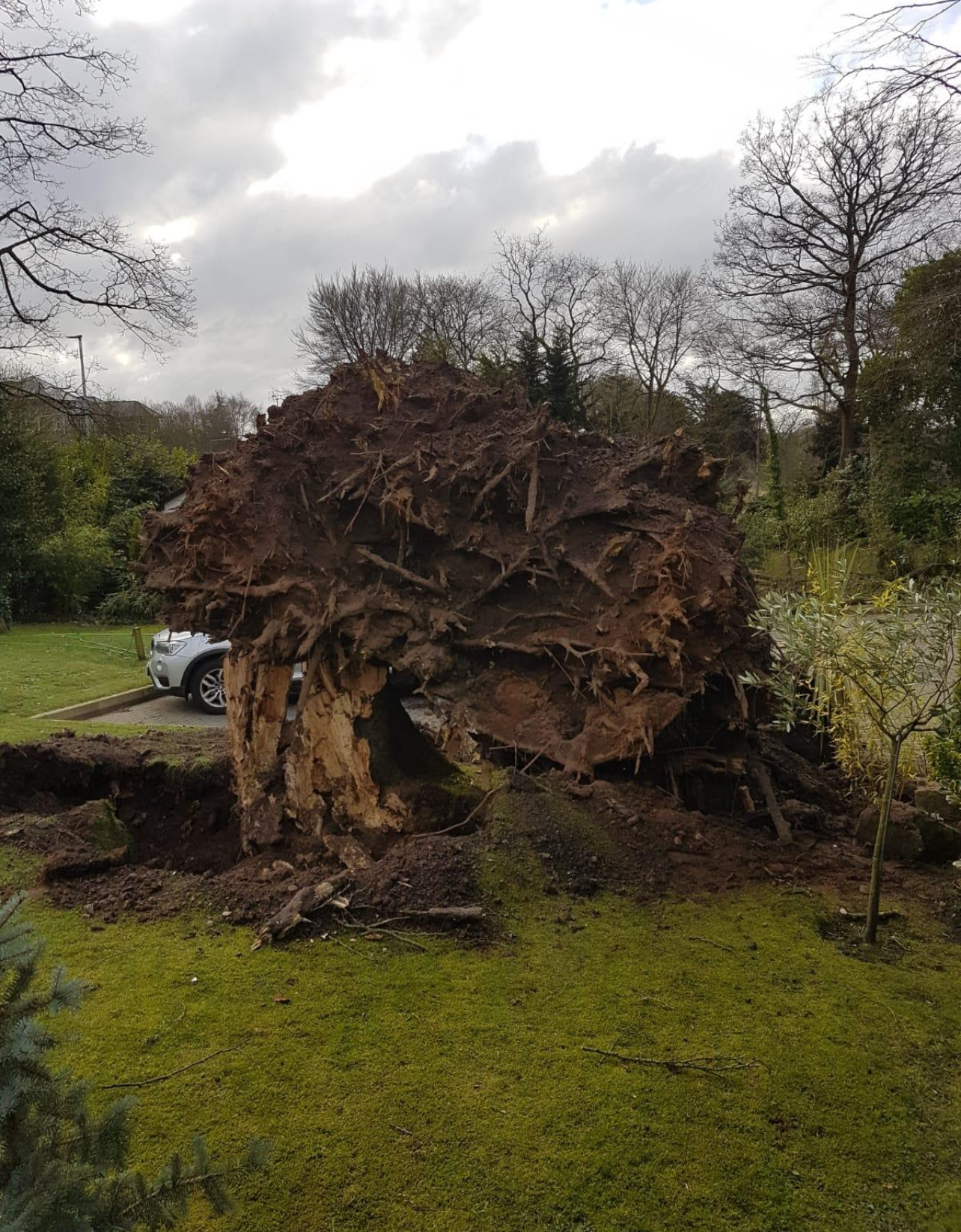 Professional tree inspection and assessment