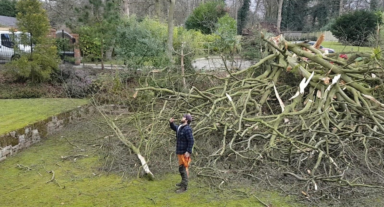 Large tree felling and removal