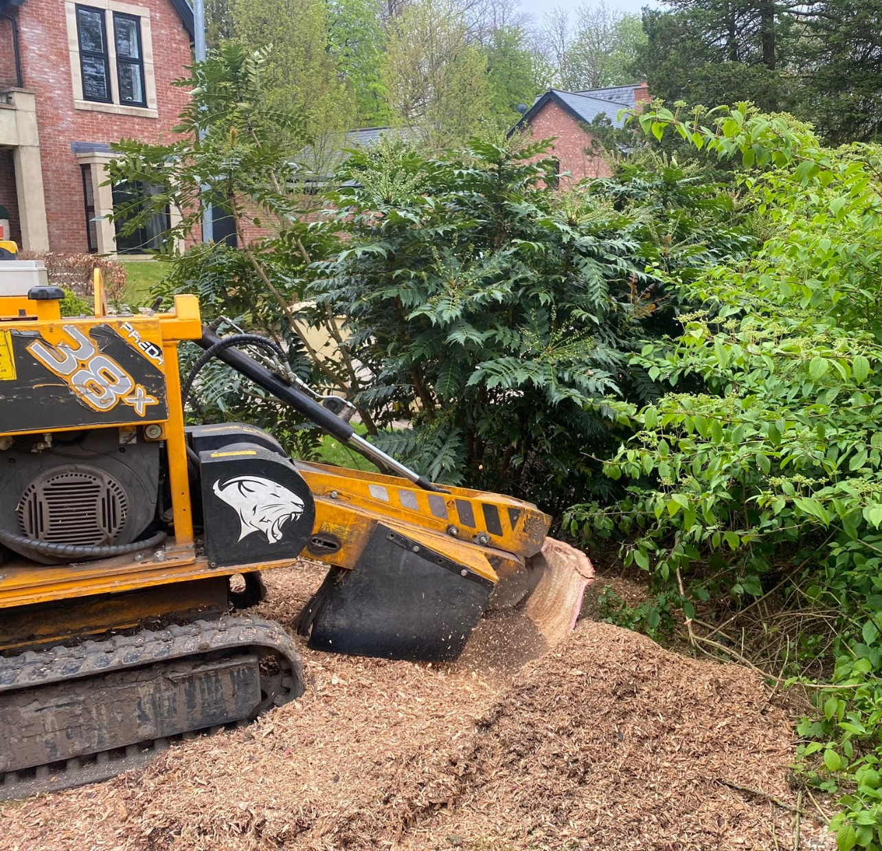 Professional stump grinding