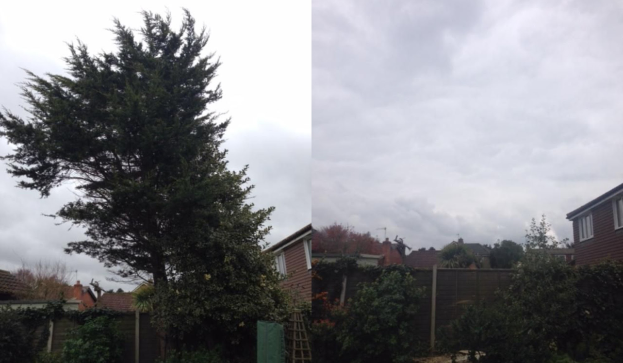 Completed tree removal work