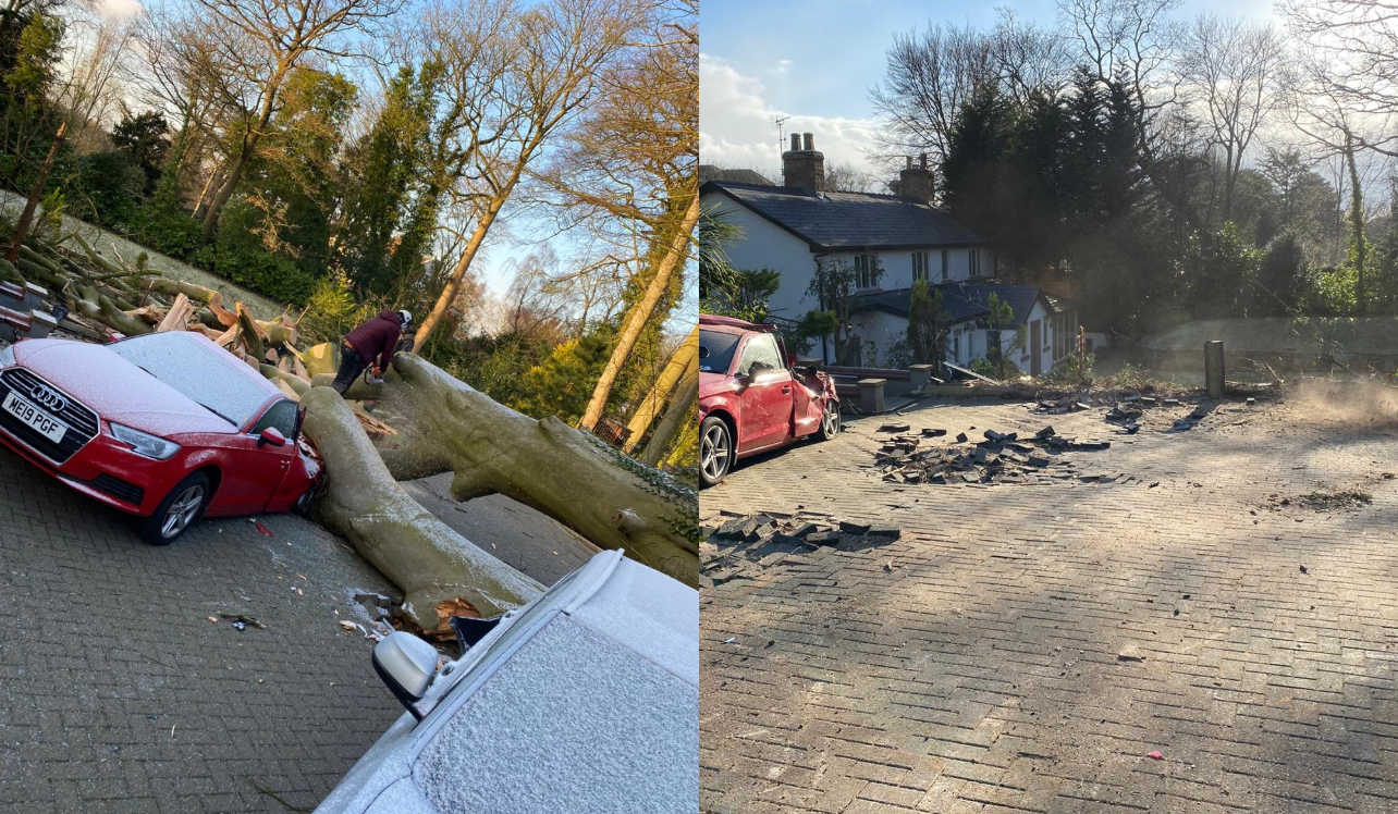 Tree removal project