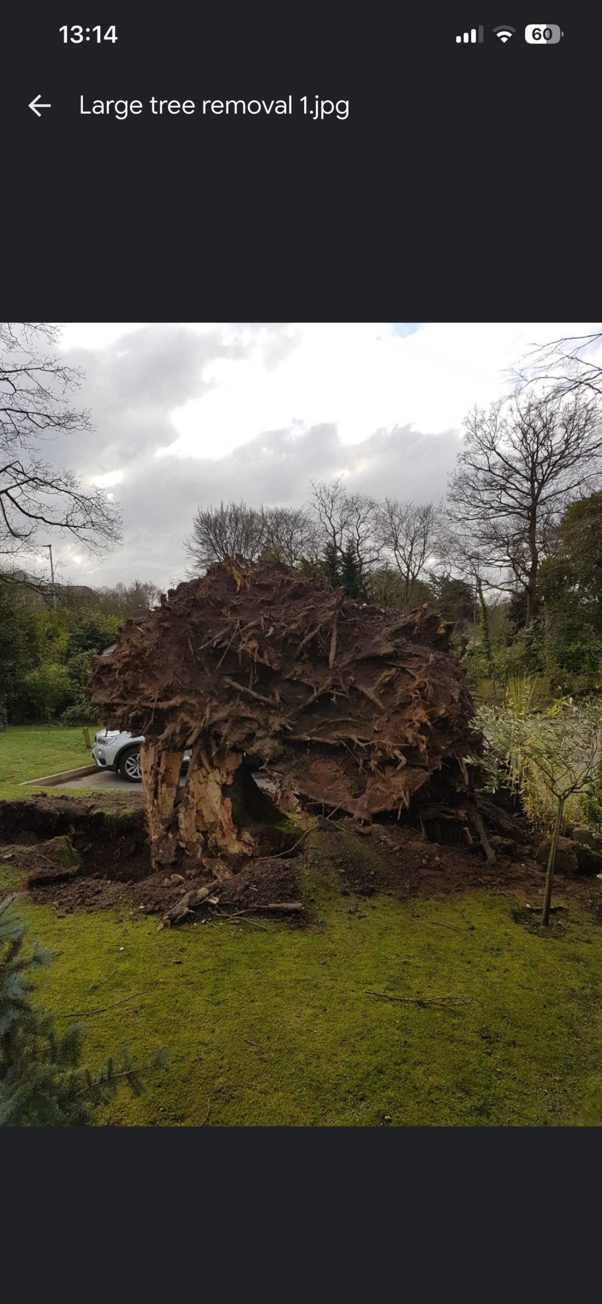 Tree removal work